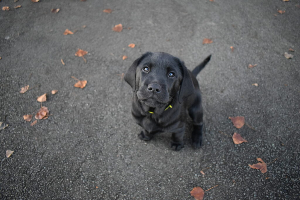 Photo 1 - Nom d'un chien en S - chiot labrador noir