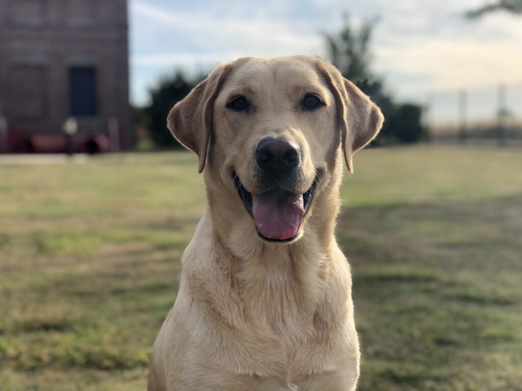 Image de présentation - labrador sable
