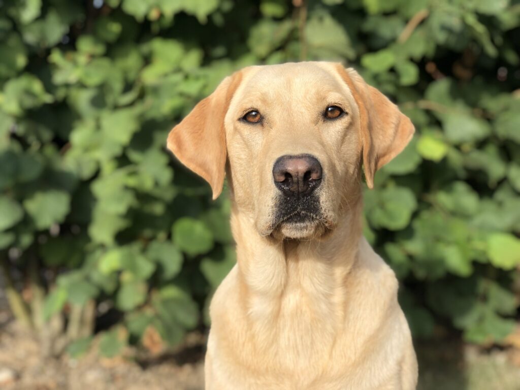 Image de présentation - labrador sable