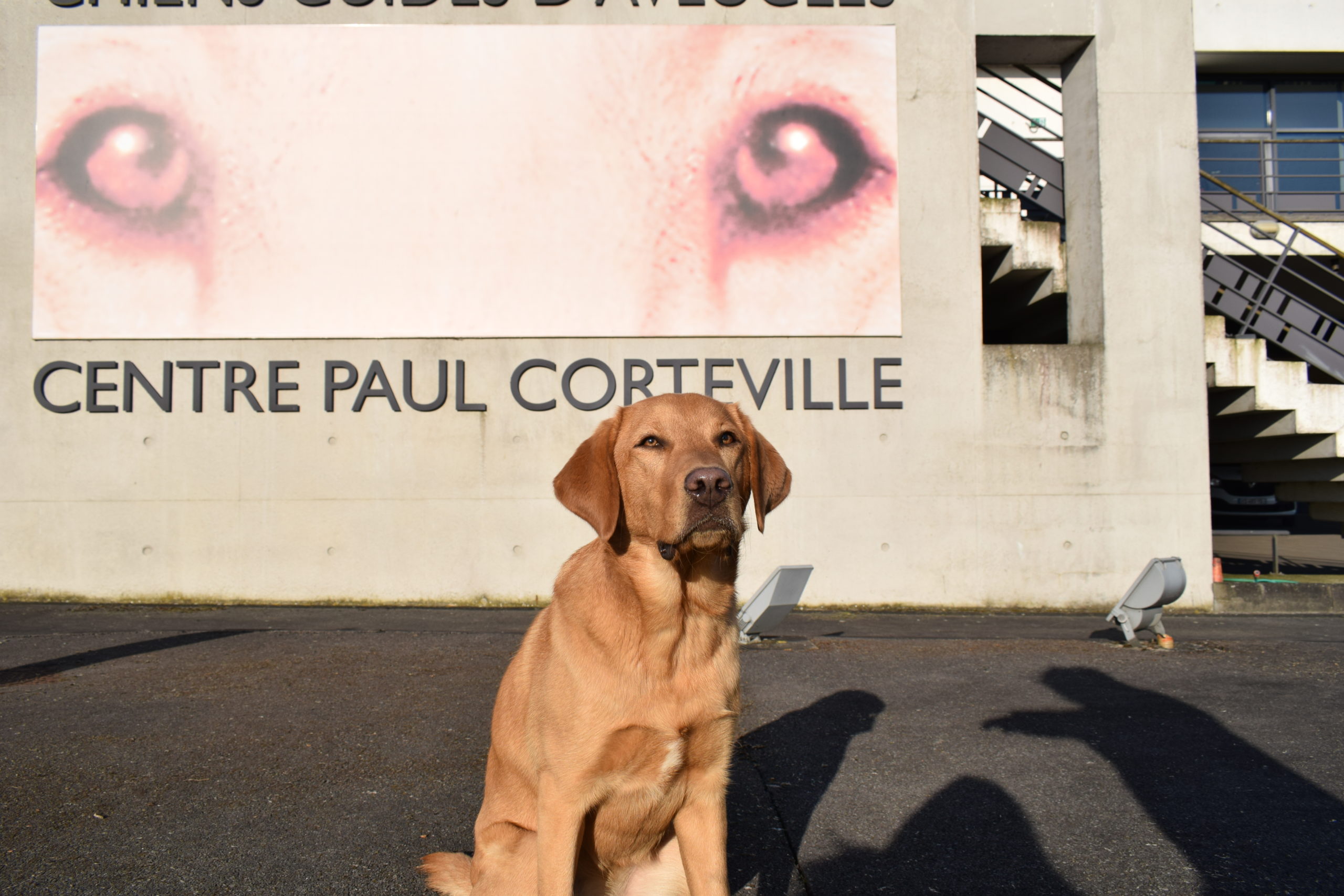 Samba petit chien grand destin