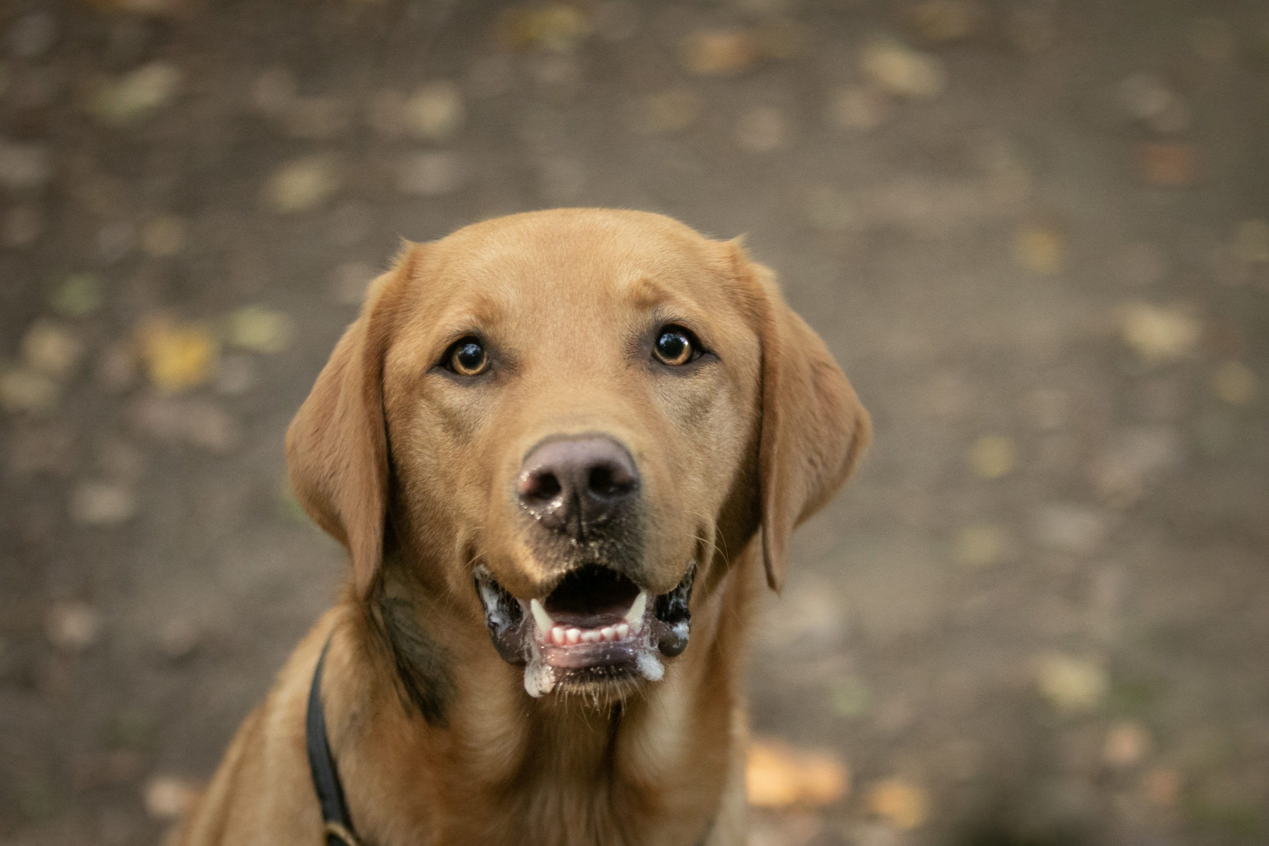 Samba petit chien grand destin