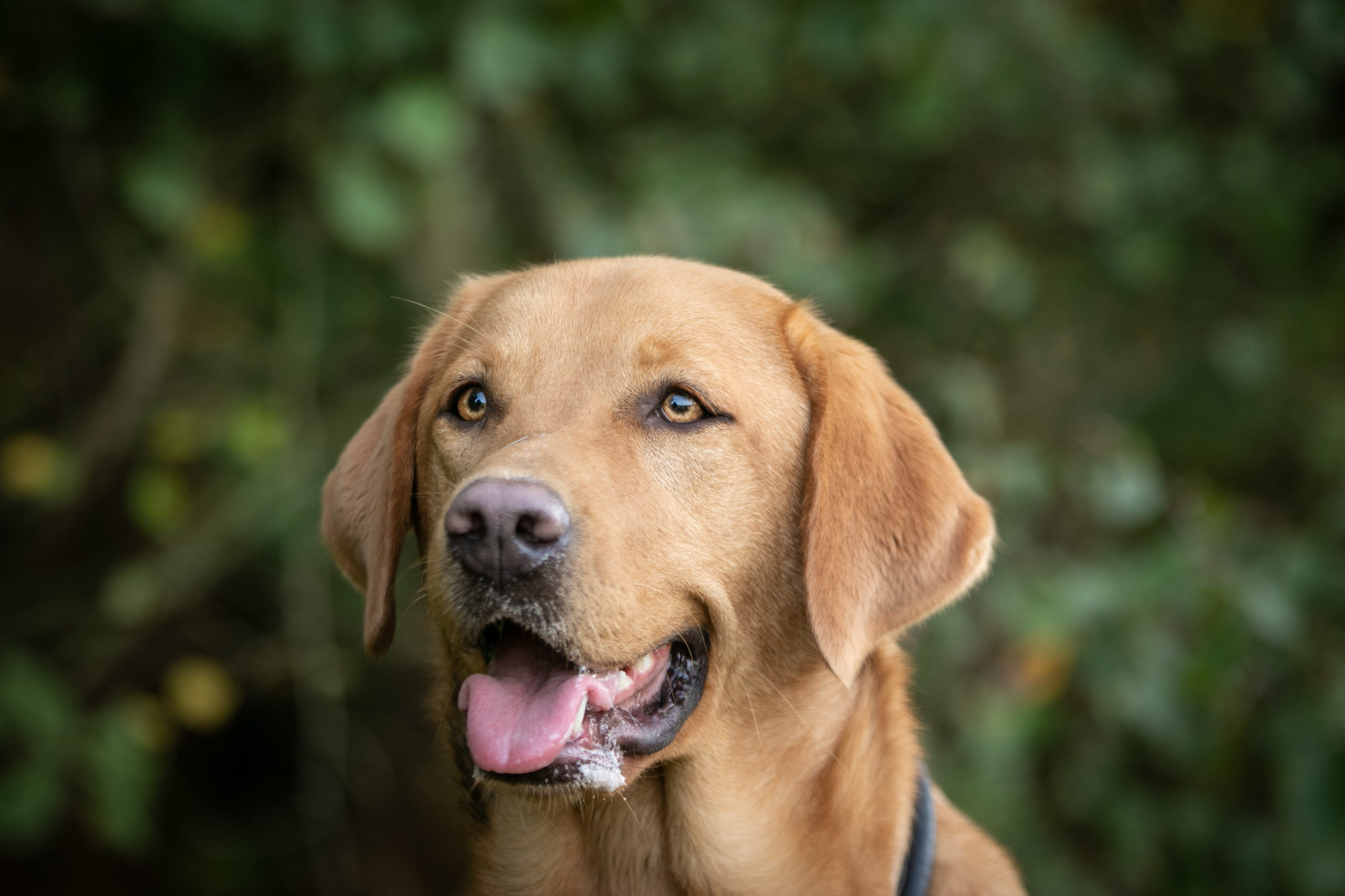 Samba petit chien grand destin