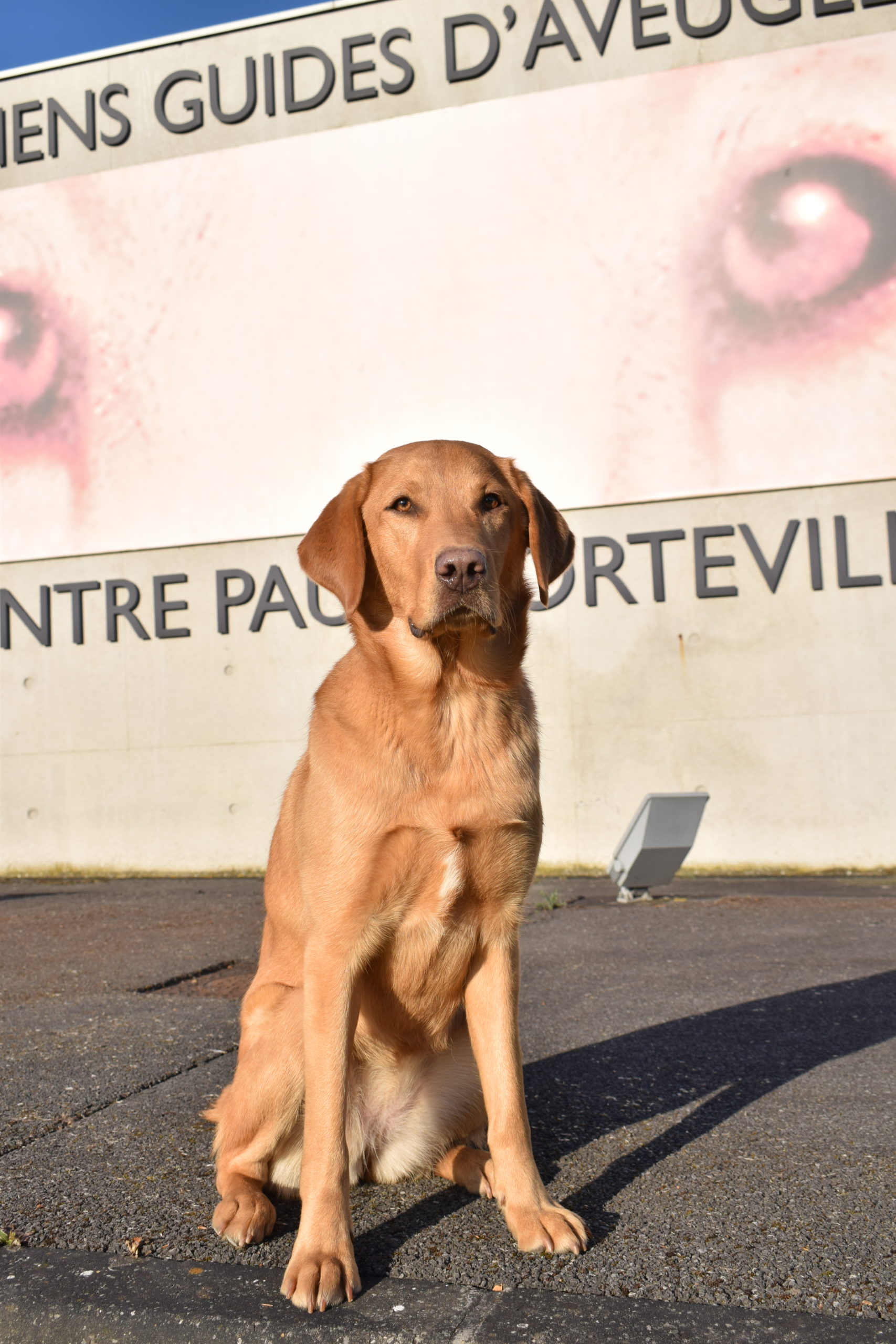 Samba petit chien grand destin