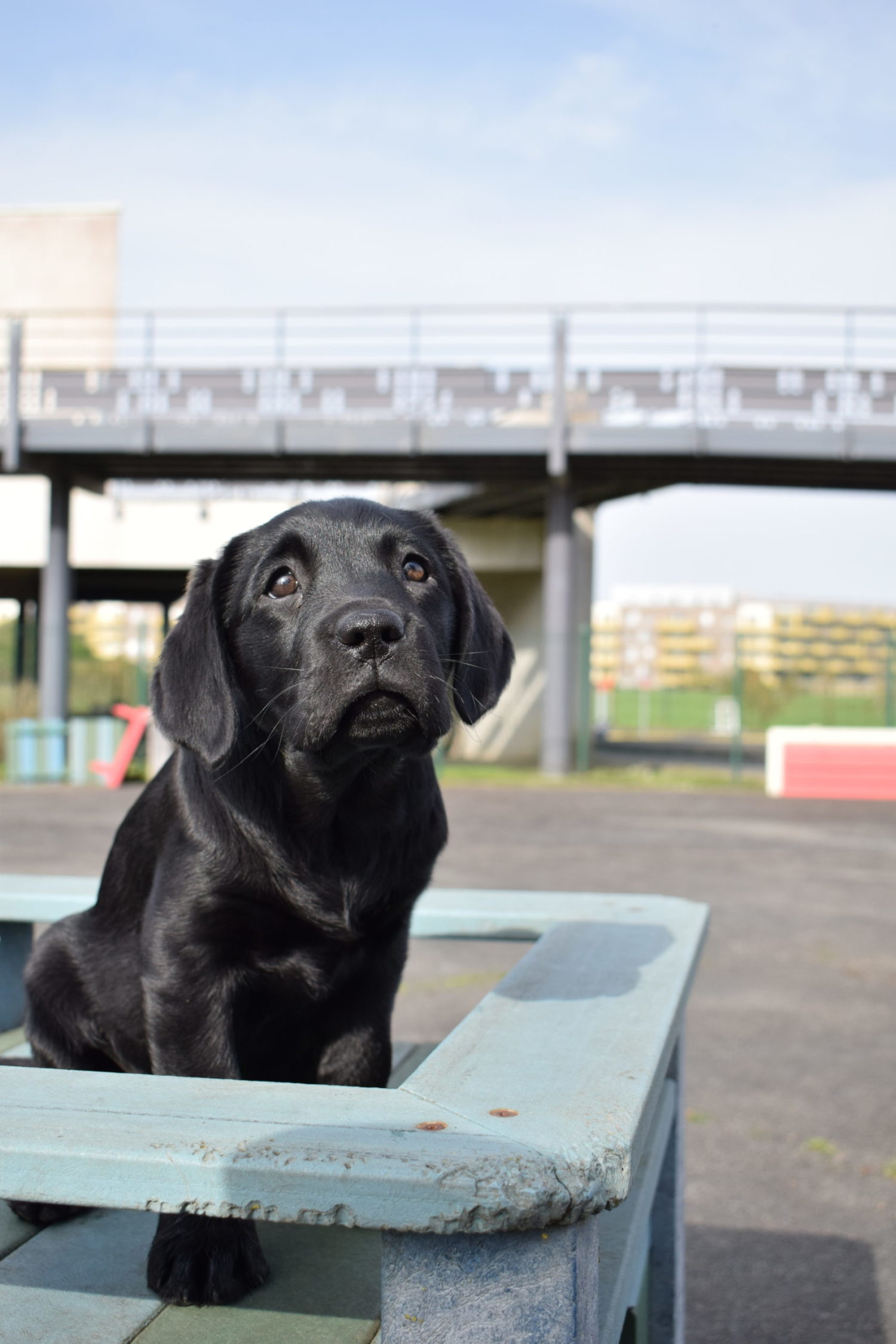 Thaï - femelle labrador noire