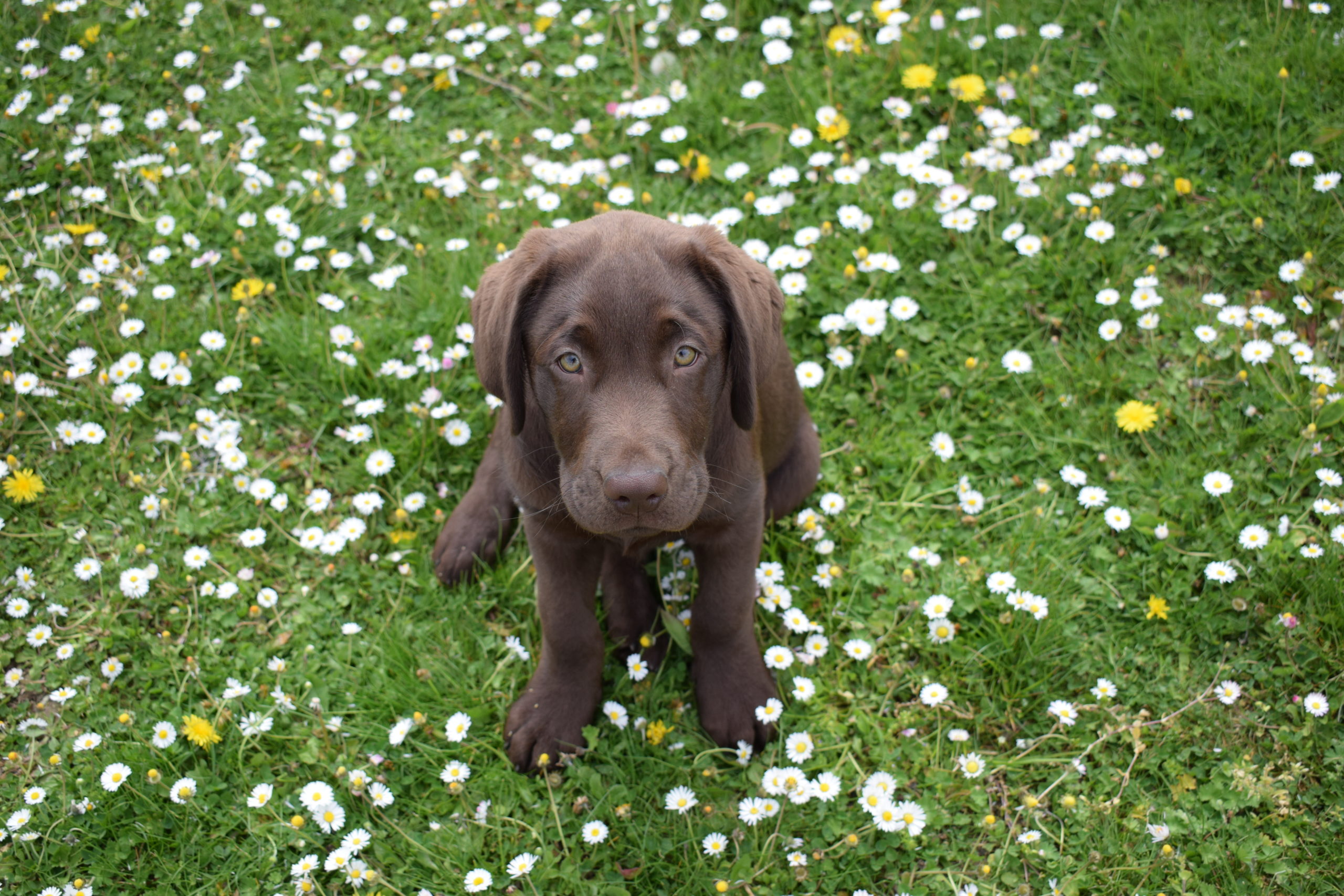 Thor - Mâle labrador chocolat