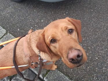 Reiki petit chien grand destin