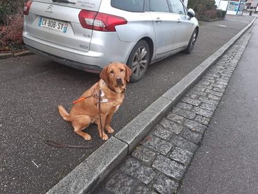 Reiki petit chien grand destin