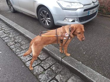 Reiki petit chien grand destin