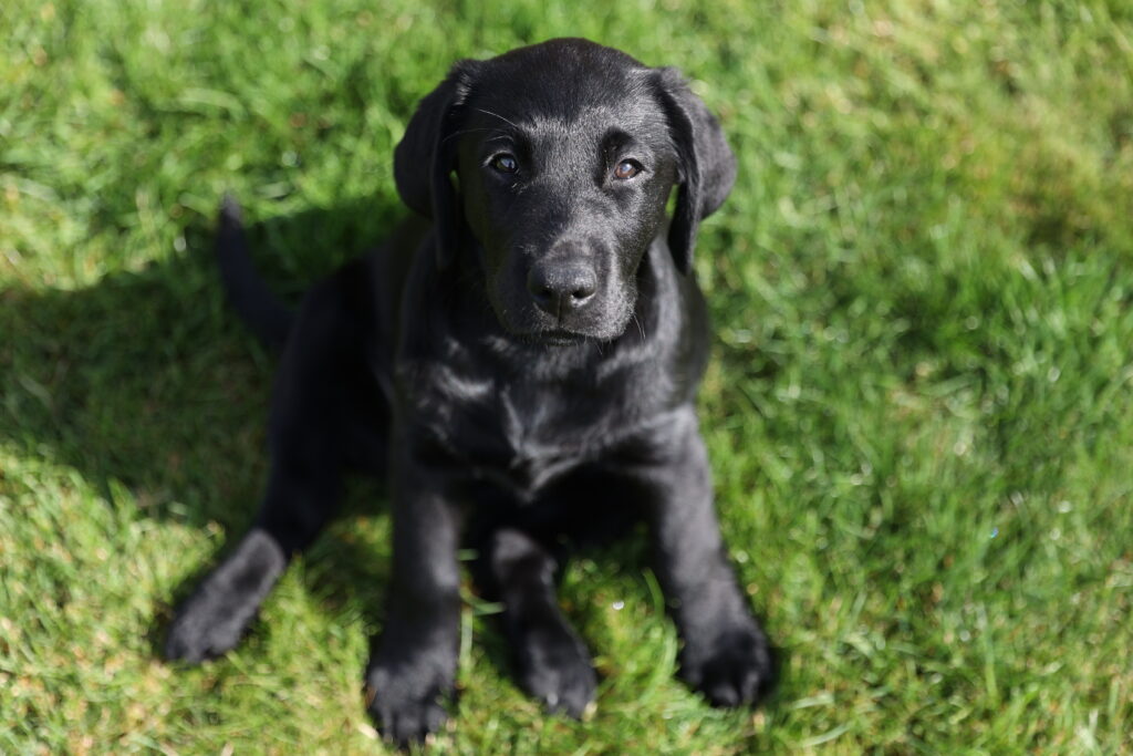 Vrap, petit chien grand destin