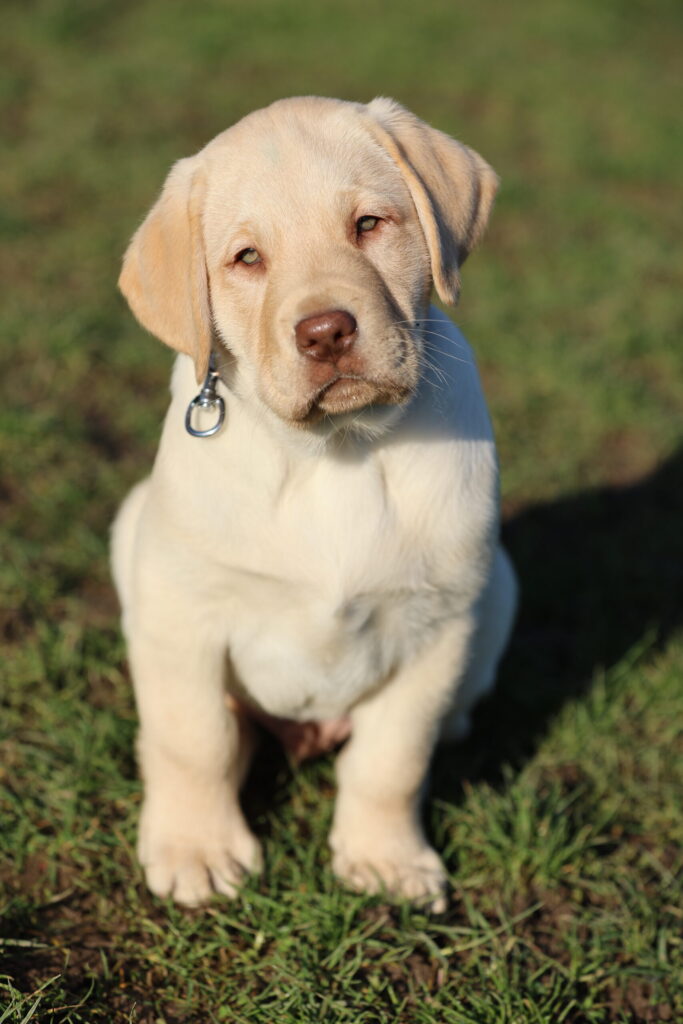 Nom d'un chien en B