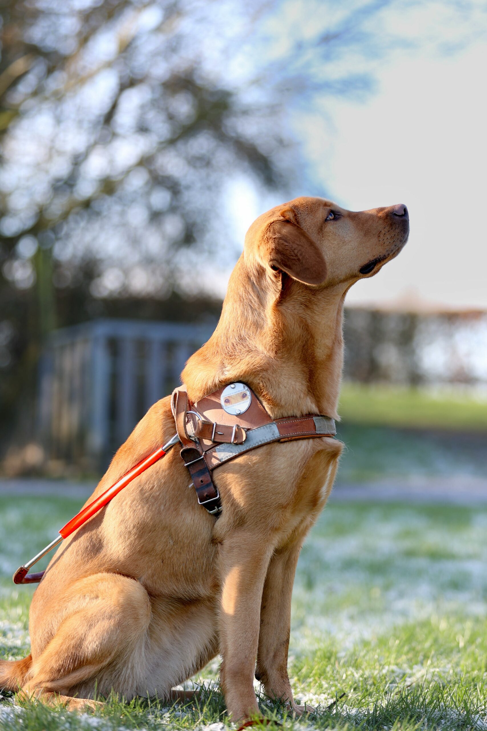 chien guide d'aveugle labrador sable assis avec son harnais de guide