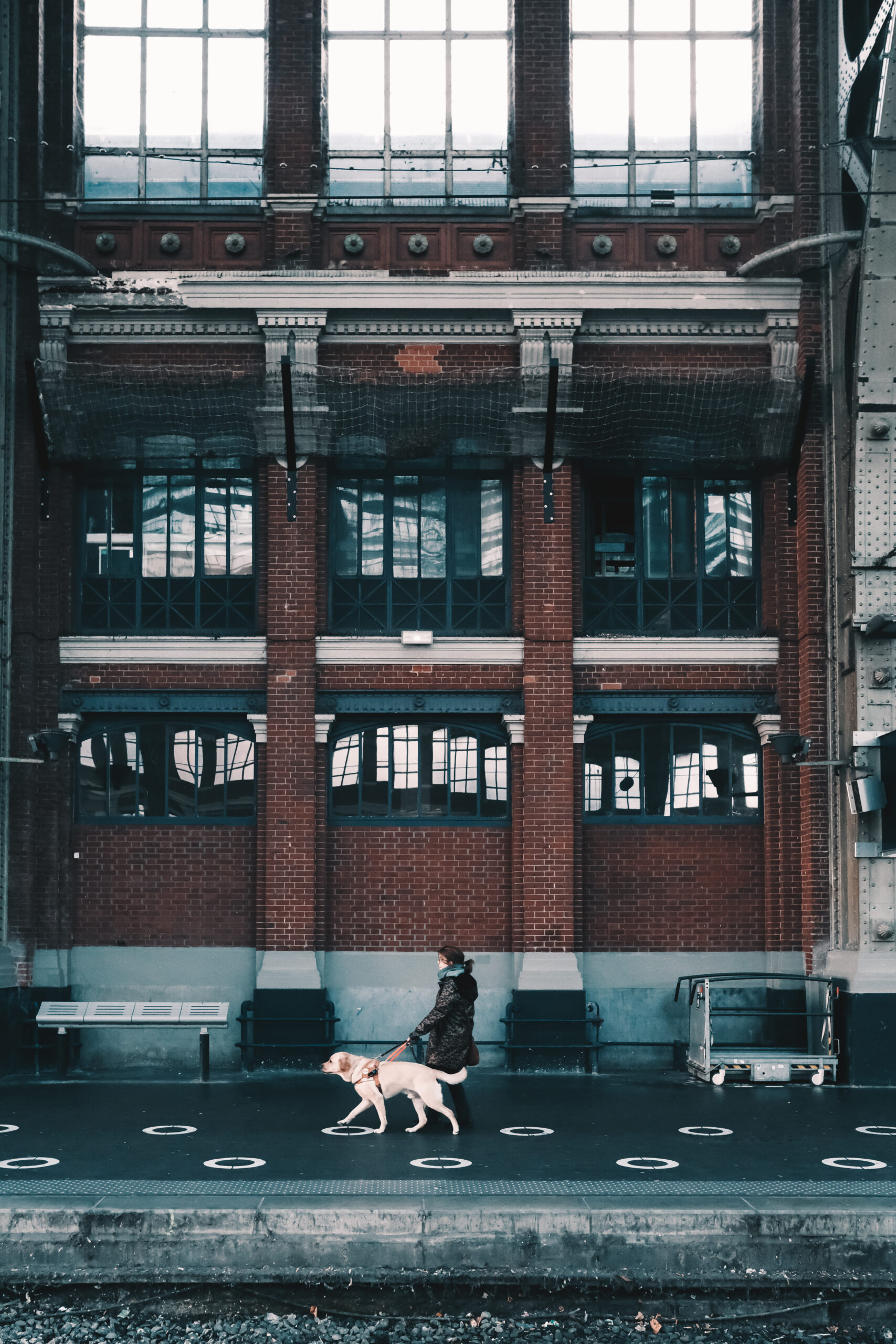 les apports du chien guide